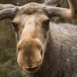 Älg tittar in i kameran, skog i bakgrund