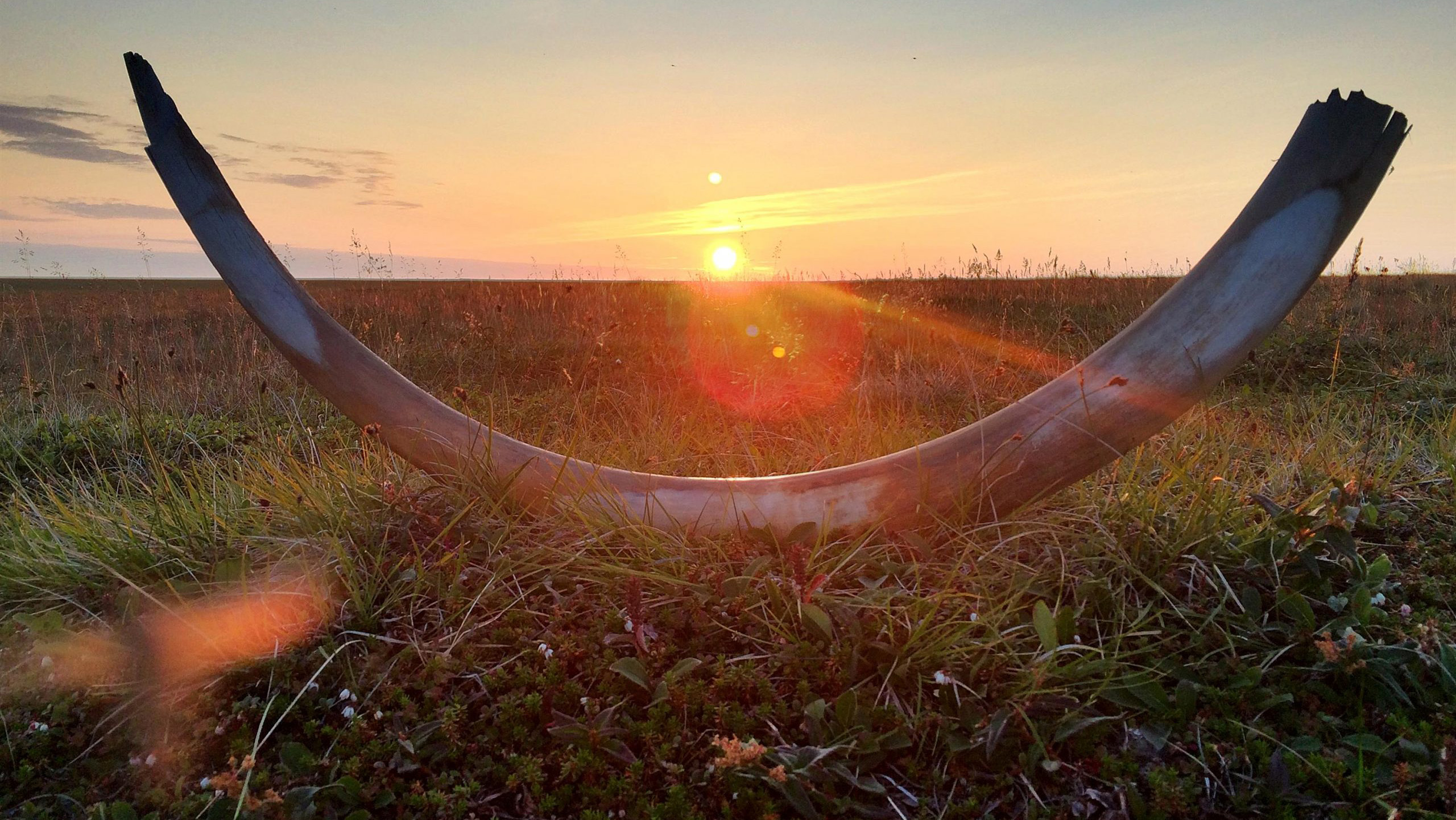 Mammutbete på marken, med solnedgång i bakgrunden.