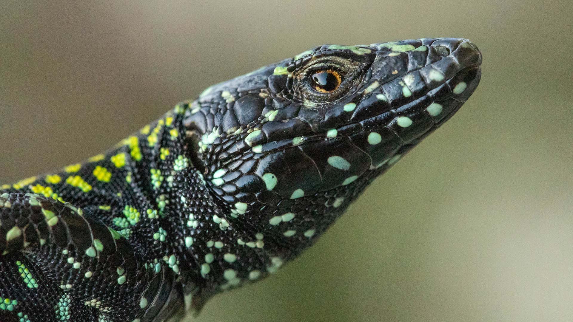 Närbild på ödla med grönfläckigt skinn.