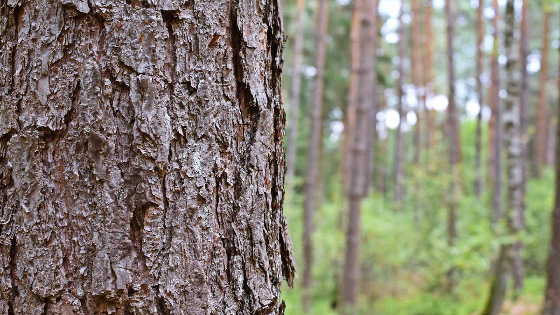 Trädstam där barken syns tydligt.
