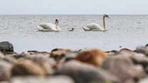 Tre svanar, varav en unge, simmar i havet. Stenar i förgrunden.