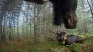 Älg i lövskog.