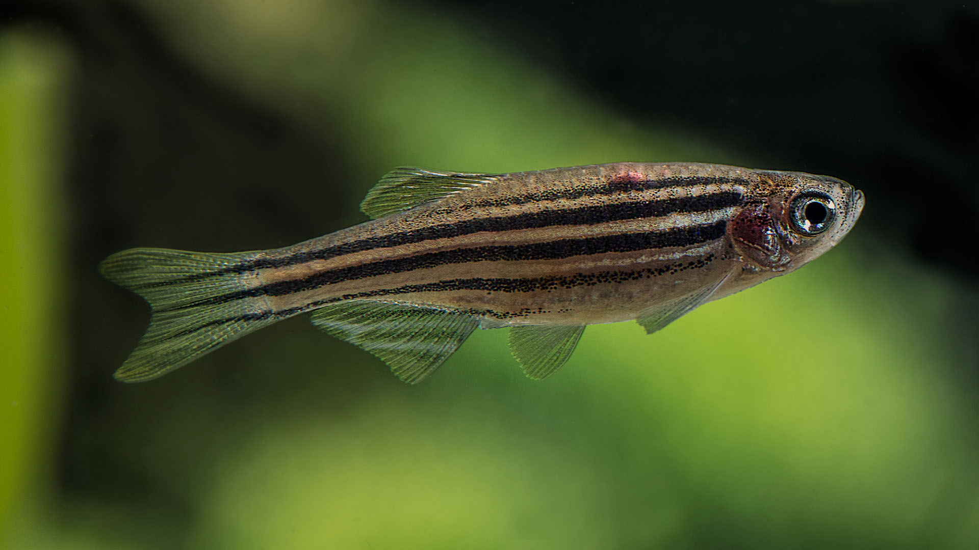 Ensam zebrafisk mot grön bakgrund.