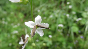 vit blomma med insekt i mitten