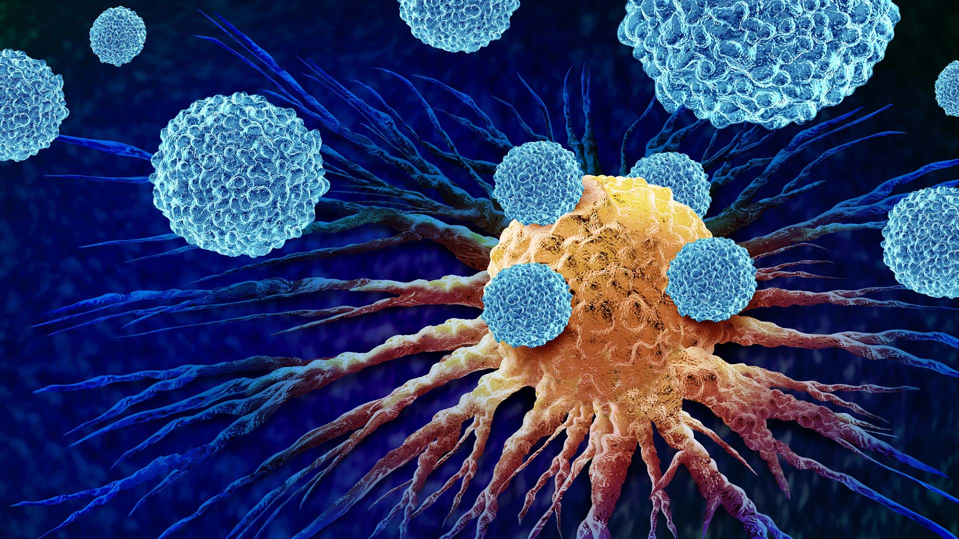Vita blodkroppar, leukocyter, attackerar en cancercell.