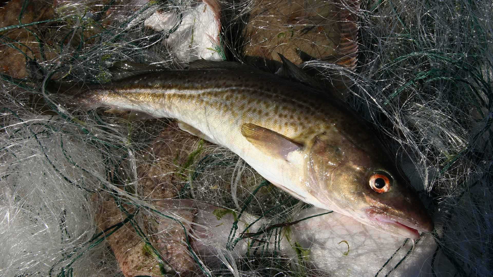 Torsk i nät