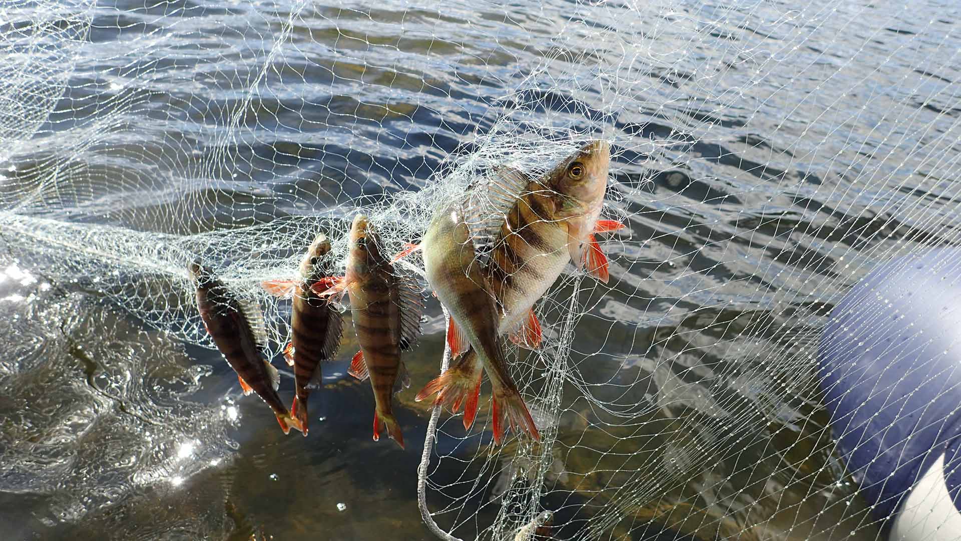 Abborrar i ett nät