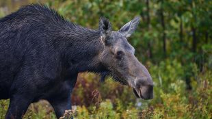 Älg omgiven av skog