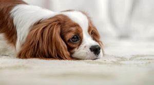 Cavalier med vit nos och bruna öron