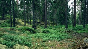 Granskog