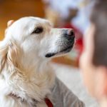Hund tittar på sin ägare