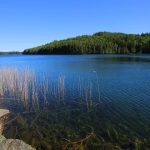 Vätterns blåa vatten syns från strandkant med vass.