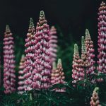 Rosa lupiner mot mörk bakgrund utomhus.