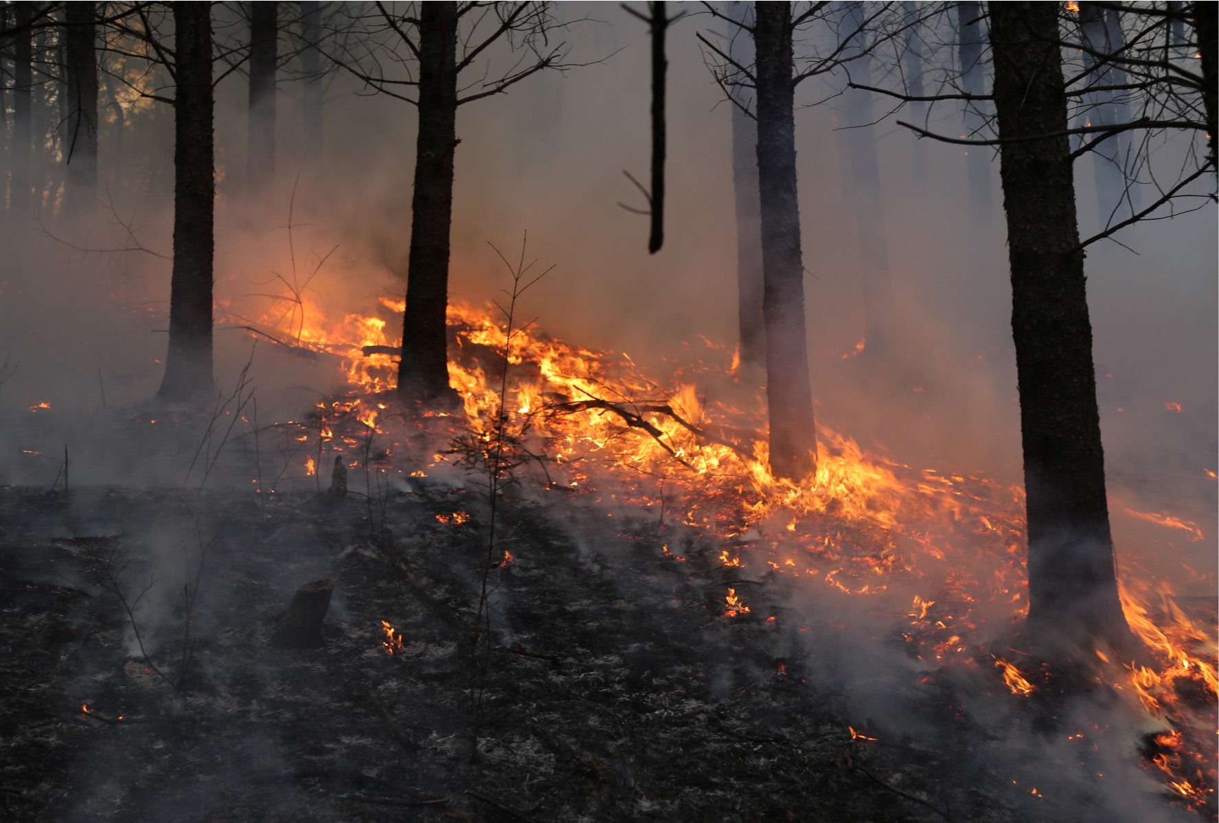 Brand i skog med förkolnade träd.