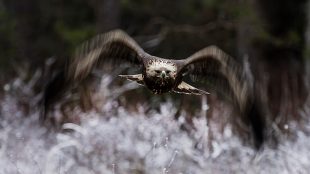 Kungsörn flyger fram