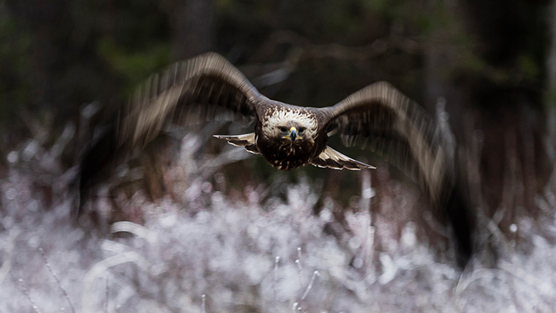 Kungsörn flyger fram