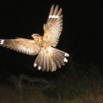Fågeln brer ut sina vingar, beredd att flyga i kolmörker.