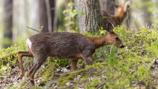 Två rådjur bland ris och träd i skogen