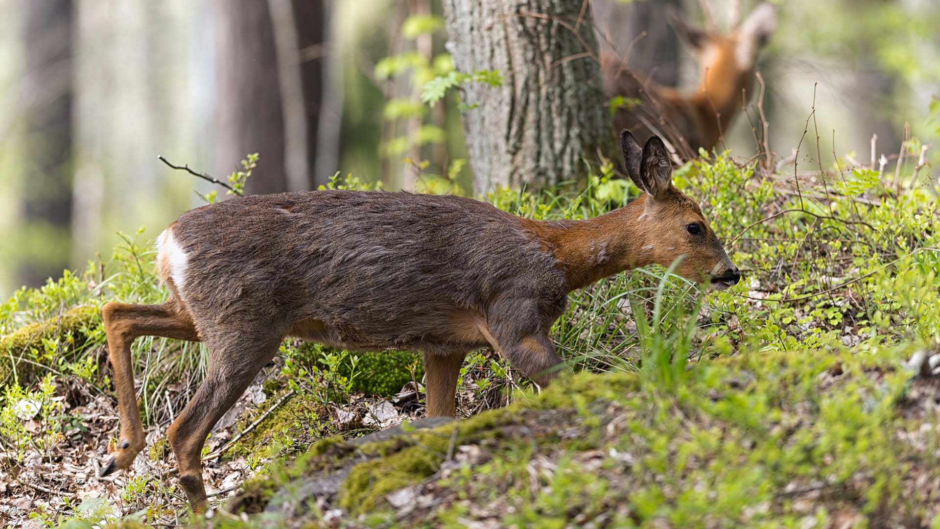 Två rådjur bland ris och träd i skogen