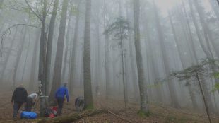 Forskare i en skog under en dimmig dag.