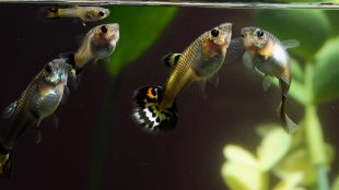 Guppysar simmar tillsammans i ett akvarium.